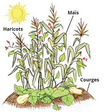 Legumes de terre de milpa